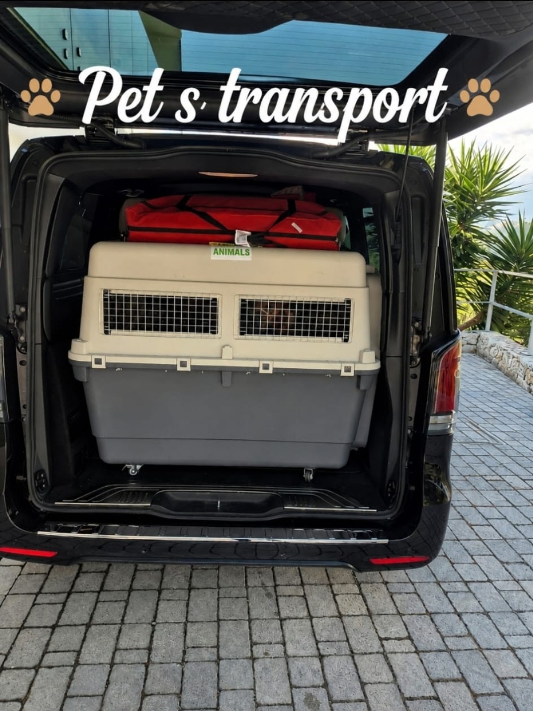 Transport d'animaux avec un chauffeur VTC à Nice
